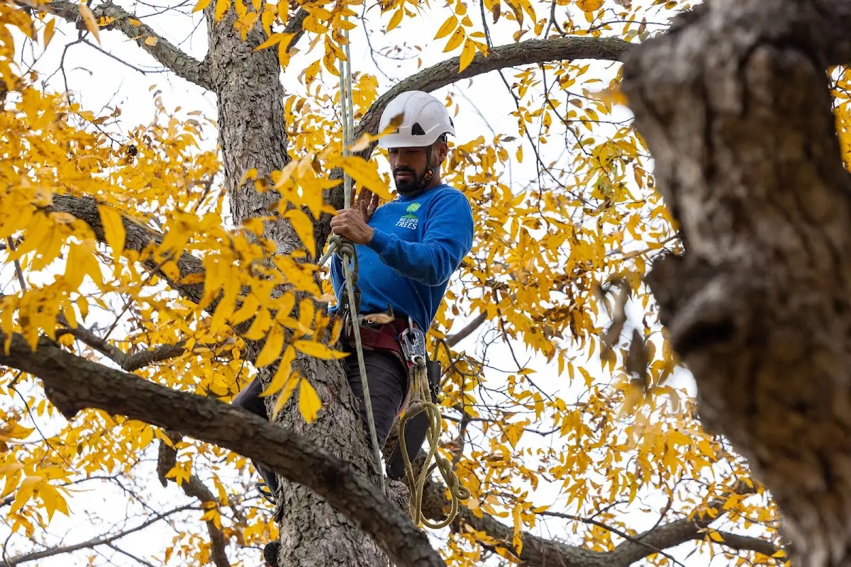 Skilled Emergency Tree Service crew working in Bedford